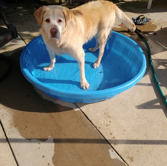 Meet your Posher, Sharon - Picture 1 of 1